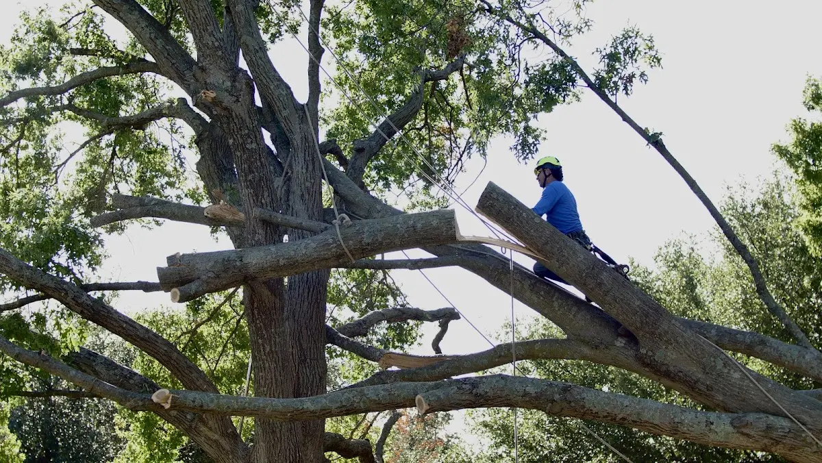 Professional Hazardous Tree Removal performed by certified arborists in Wheeling